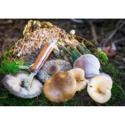 Outlet CAO Couteau à champignons Equipement Du Randonneur·Couteau De Poche|Cuisine & Vaisselle·Couteau & Couvert