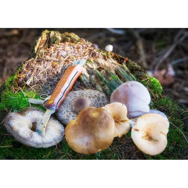 Outlet CAO Couteau à champignons Equipement Du Randonneur·Couteau De Poche|Cuisine & Vaisselle·Couteau & Couvert